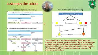 Part II Neuropeptides [upl. by Eseret]