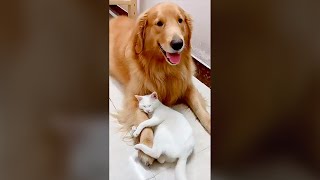 Funny Cat And Dogs Videos  Pure Fails  Funny Animal Videos 😺 🐶 failsoftheyear cat [upl. by Cariotta]