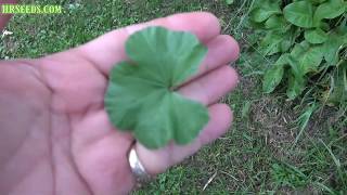 ⟹ Common mallow  Malva neglecta  Another great plant to know about [upl. by Zemaj]