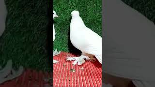 Loton pigeon video pigeon 🔥♥️♥️ shorts youtubeshorts [upl. by Aselehc]