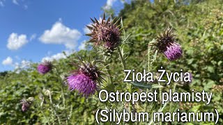 Zioła Życia  Ostropest plamisty Silybum marianum [upl. by Salokkin707]