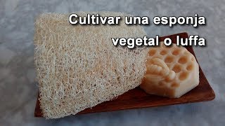 Cómo hacer una esponja vegetal natural o luffa Lufa [upl. by Pippo]