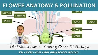 Plant reproduction  Flower anatomy and pollination  GCSE Biology 91 [upl. by Hermes]