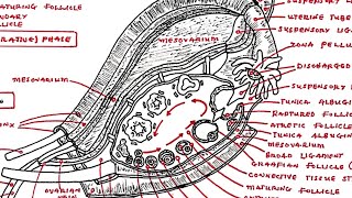 The Ovaries  Anatomical illustration Parts and Functions Ovarian Cycle  Fem Reproductive System [upl. by Alexandria281]