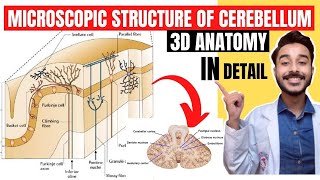 microscopic structure of cerebellum anatomy 3d  internal structure of cerebellum anatomy [upl. by Helfand]