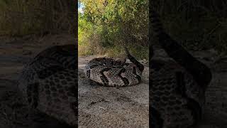 Intense Rattlesnake Coiled and Rattling 🐍 shorts [upl. by Nitreb]