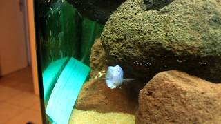 Maylandia Zebra Dwarf Makonde sauvage de Franciscichlids 1MOV [upl. by Aivital]