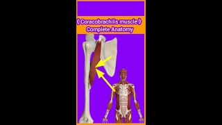 Coracobrachilis muscle OriginInsertionactionblood amp nervesupplykeyfeaturesamp relationradialnv [upl. by Gussie458]