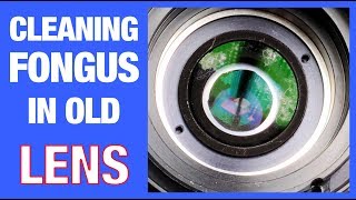 How to Remove Fungus from a Camera Lens EASY [upl. by Estis]