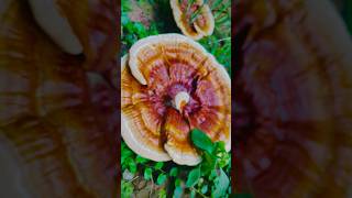 Ganoderma is a genus of polypore fungi bast video nature iamsumitkp fungi short [upl. by Desirea]