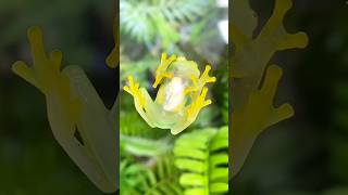 The reality of the glass frog [upl. by Iad611]