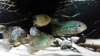 Hoplarchus psittacus in biotope aquarium [upl. by Ahsertal]