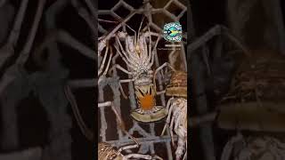 Spiny Lobster Spawn spinylobster spawn lobster bahamas underwaterworld [upl. by Costanzia241]