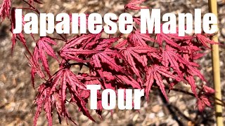 Japanese Maple Cultivar Walkthrough April [upl. by Cooper984]