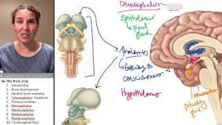 Brain 6 Diencephalon [upl. by Nap709]