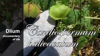 Lesser balloon vine Cardiospermum halicacabum  part 1 [upl. by Nydia]