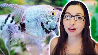 ANGELFISH CARE GUIDE 🐟 Freshwater Angelfish Basics [upl. by Pontus]