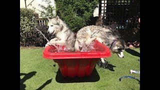 Bath time with the Siberian huskies is not the easiest YOUTUBE ONLY [upl. by Rebmaed]