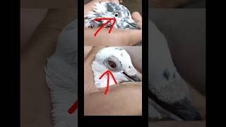 😱😱Nayab kabutar Aankh aur pair Ka shock viral kabootar shorts pigeonpigeon viralshorts [upl. by Rema447]