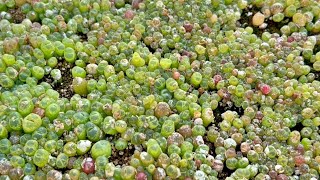 Conophytum Seedling Care Watering and Humidity Maintenance Tips After Germination [upl. by Arved994]