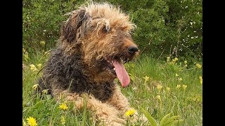 Airedale Terrier  Dogs 101  Doberman vs Airedale Terrier  All About Airedale Terriers [upl. by Aicsile848]