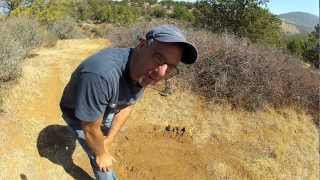 Garrett Infinium vs Minelab GPX 5000 on Gold Nuggets [upl. by Ahsemit]