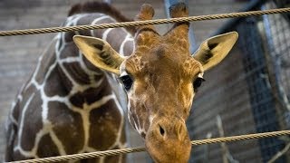 Children Watch As Healthy Giraffe Is Fed To Lions At Zoo [upl. by Earlie]