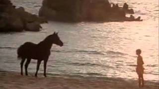 The Black Stallion 01 [upl. by Lati]