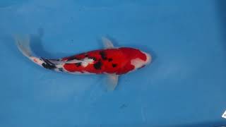 Elite Koi Club Subscribers Auction  Sanke 41cm Nisai Hirasawa Koi for Sale Elite Koi [upl. by Tiffani]