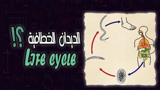 دورة حياة الديدان الخطافية  Hook worms life cycle [upl. by Sukramed]