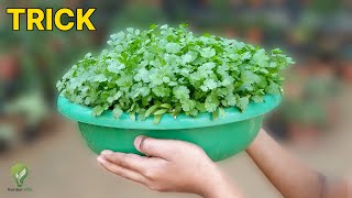 SECRET EXPERIMENT TO GROW ENORMOUS CILANTRO AT HOME  GROWING CORIANDER [upl. by Twitt]