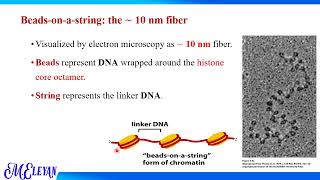 DNA Packaging [upl. by Ymrej]