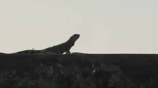 20231010 Chasing iguanas at sunset S3080004 [upl. by Aicerg927]