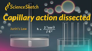 Capillary action dissected [upl. by Shirlie]