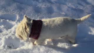 West Highland White Terrier Westie Bobby Journey to the Sun [upl. by Fanny]