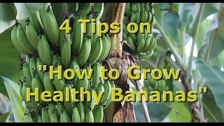 4 Tips on quotHow to Grow Healthy Organic Bananasquot with Brendon McKeon [upl. by Etteyafal]