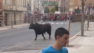 VACAS CALLE VALTIERRA NAVARRA GRACIA BLASCO 19 08 2019 [upl. by Aggappe]