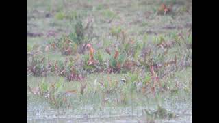 Female type Greyheaded Wagtail Port Meadow [upl. by Suirada]