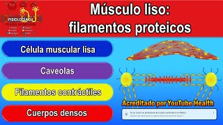 Fisiología del músculo liso  Filamentos proteicos del músculo liso  Cuerpos densos y caveolas [upl. by Maclay]