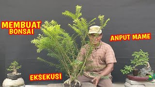 Cara Sederhana Membuat Bonsai Anting Putri Mikro Mame [upl. by Isis]