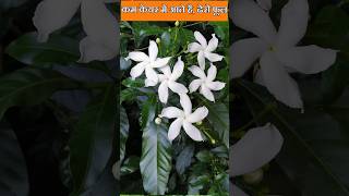 कम केयर में आते हैपूरे साल फूल lowcareplant crapejasmine pinwheelflower chandni chandniflower [upl. by Titus218]