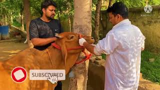 Impaction of rumen in cow l Tympany l Bloat l ग़ोबर का बंद l अफारा l Dr Umar Khan [upl. by Niret81]