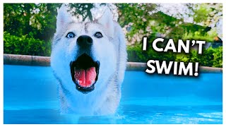 Husky FREAKS OUT While Learning to Swim [upl. by Hobey]