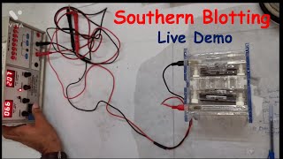 Southern Blotting Live Demo [upl. by Osborn]