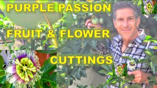 Purple Passion Fruit amp Flowers  Cutting  Propagation  Genetically Identical Plants [upl. by Laundes]