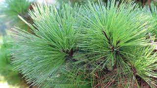 Thunderhead Japanese black pine Pinus thunbergii Thunderhead   Plant Identification [upl. by Griggs]