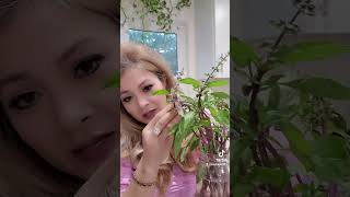 grown Herbs Thai basil with Kangen Beauty Water 60pH [upl. by Plume994]