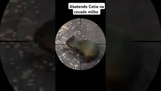 Abatendo cotia na ceva abate cotia caçada dove veado foryou tiro [upl. by Dickerson]