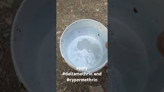 apply deltamethrin and cypermethrin अपने जानवर पशुधन को चिचढ़ोसेबचाए [upl. by Hannahs]