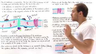 Asymmetry of Cell Membrane [upl. by Talley426]